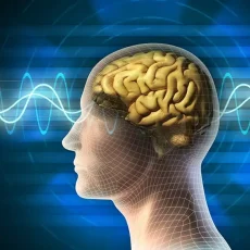 Photo d'un cerveau